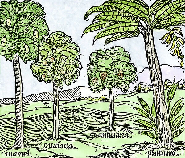 Banana trees and other exotic fruit trees of Hispaniola (Antilles) based on a sketch published in 1572. Coloured engraving of the 19th century