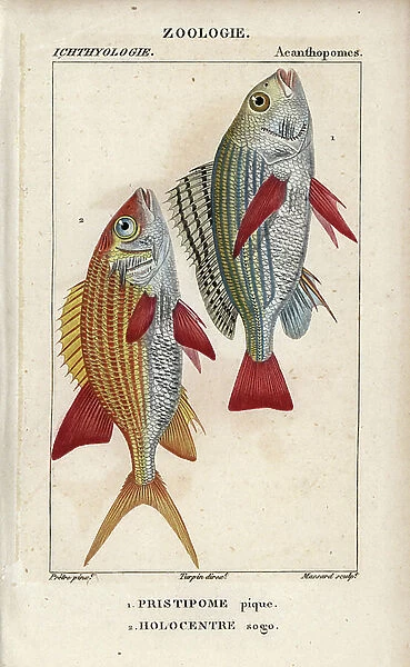 Banded grunt, Pomadasys furcatus, Pristipome pique, and squirrelfish, Holocentrus ascensionis, Holocentre sogo. Handcoloured copperplate stipple engraving from Jussieu's ' Dictionary of Natural Sciences' 1816-1830