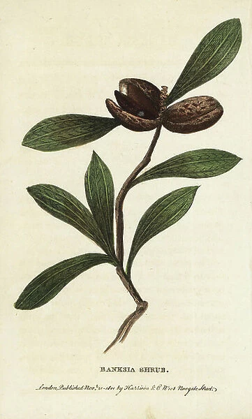 Banksia shrub, unknown species, of New South Wales. Handcoloured copperplate engraving from ' The Naturalist's Pocket Magazine, ' Harrison, London, 1801