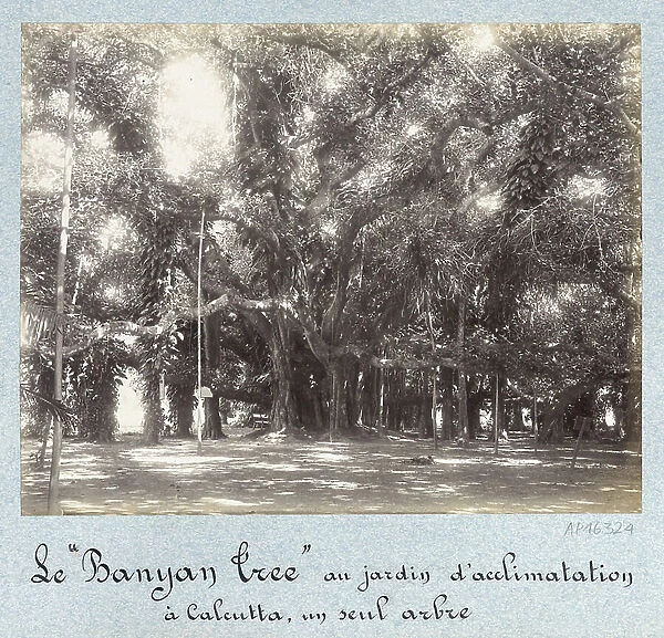 The Banyan Tree - Howrah's great banian - Bengal fig tree, a remarkable tree whose aerial roots form a forest occupying more than one hectare of surface, in the Botanical Garden of Calcutta (India) - Second half of the 19th century