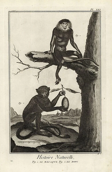 Barbary macaque and red-shanked douc. 1774 (engraving)