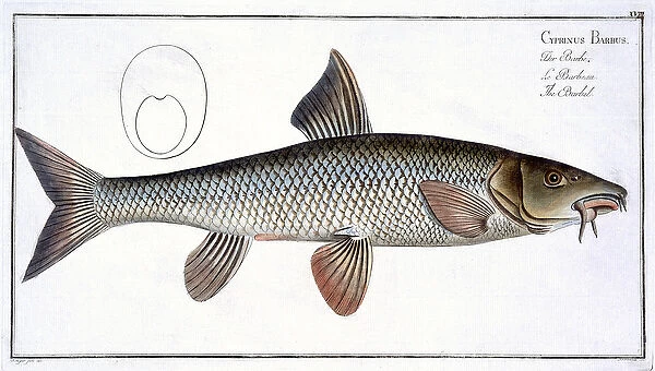 Barbel (Cyprinus Barbus) plate XVIII from Ichthyologie