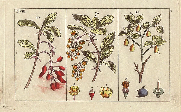 Barberry and bilberry, Berberis vulgaris, Vaccinium myrtillus