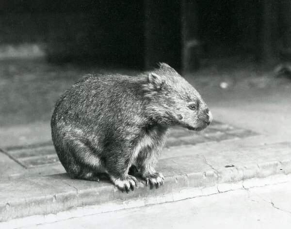 A Bare-nosed  /  Common  /  Coarse Haired Wombat sitting on the ground at London Zoo in 1929