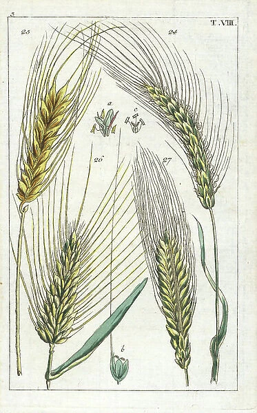 Barley, Hordeum vulgare 24, winter barley, H. distichon 25, sprat barley, H. zeocriton 26, and six-row barley, H. hexastichon 27 (Orge) Handcolored copperplate engraving of a botanical illustration from G. T