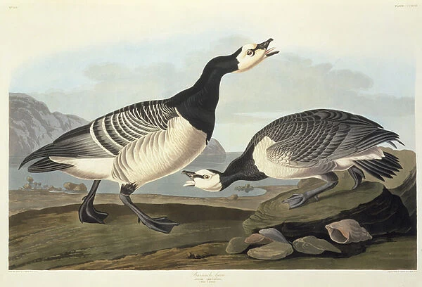Barnacle Geese (coloured engraving)