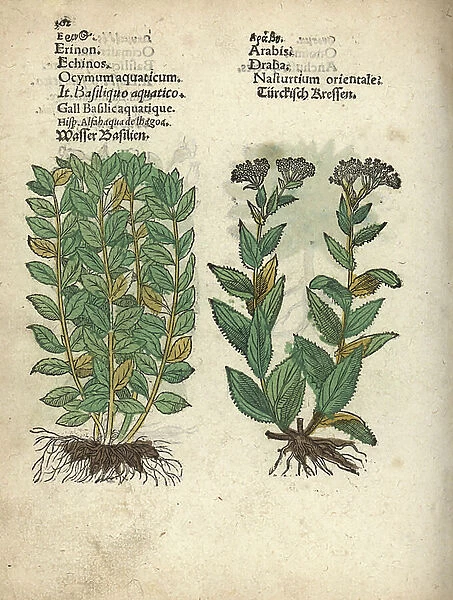 Basil, Ocimum basilicum, and whitetop or hoary cress. Handcoloured woodblock engraving of a botanical illustration from Adam Lonicer's Krauterbuch, or Herbal, Frankfurt, 1557