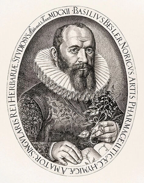 Basilius Besler: apothecary and botanist based in Nuremberg, Germany