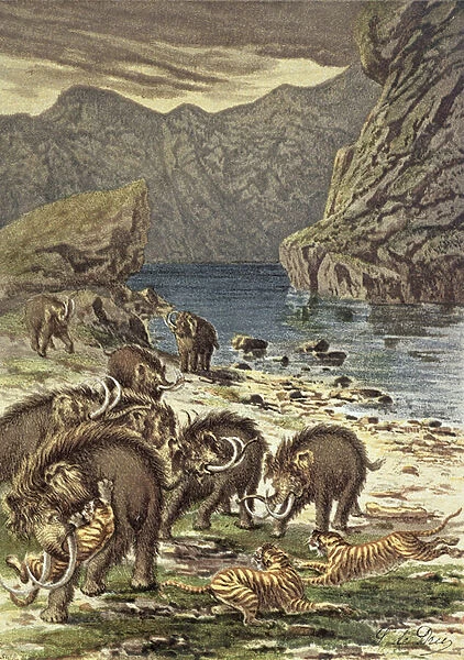 Battle between mammoths and sabre-toothed tigers, from Le Monde Avant la Creation d Homme by Camille Flammarion, 1886 (chromolitho)