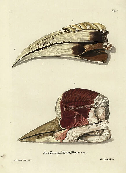 Beak of a toucan, Ramphastos species, and unknown bird (Cassowary species?). Beak of a toucan, beak of a certain bird with a nose of rhiniceros.) Handcoloured copperplate engraving by Johann Sebastian Leitner after an illustration by Johann Ludwig