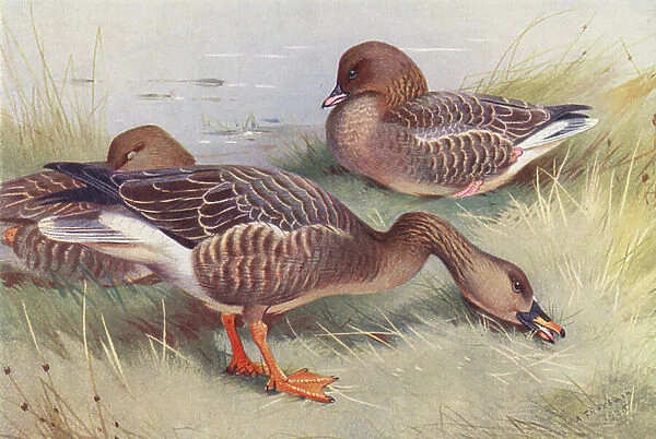 Bean-Goose, Pink-Footed Goose (colour litho)