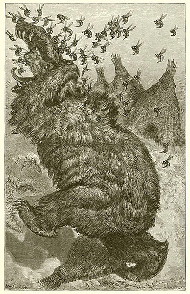 The Bear and the Beehives (engraving)