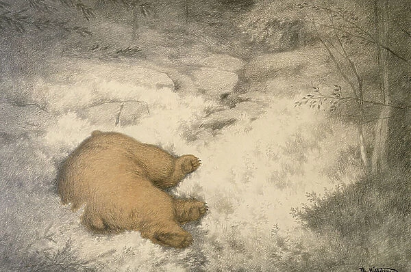 The bear sleeps in the blueberry heather, 1902 (painting)