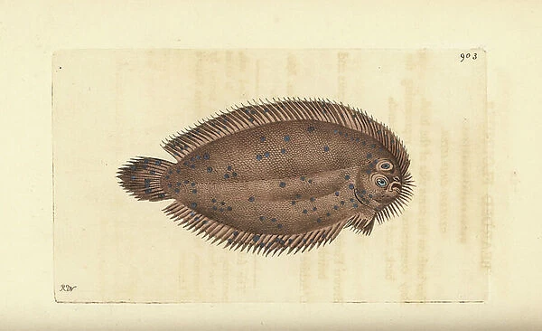 Bearded flounder, Pleuronectes barbatus. Illustration drawn and engraved by Richard Polydore Nodder. Handcoloured copperplate engraving from George Shaw and Frederick Nodder's ' The Naturalist's Miscellany, ' London, 1809