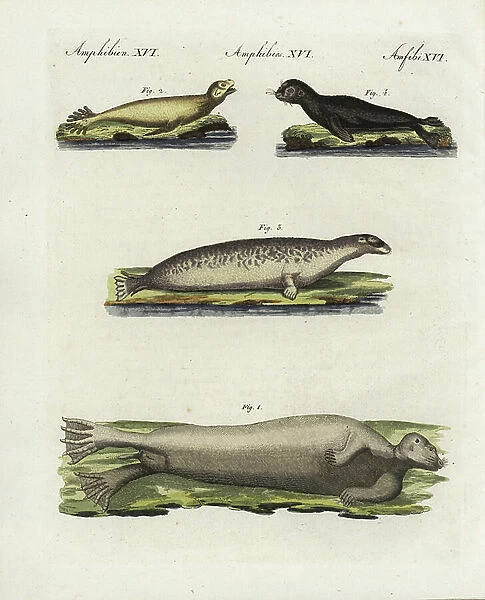 Bearded seal, Erignathus barbatus 1, southern sea lion, Otaria flavescens 2, ringed seal, Pusa hispida 3, and Mediterranean monk seal, Monachus monachus 4, critically endangered
