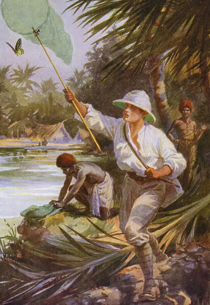 Beautiful Butterflies: A collector at work in New Guinea (colour litho)