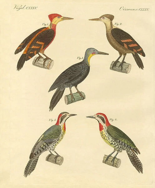 Beautiful and foreign woodpecker (coloured engraving)