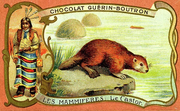 The beaver: Advertising chocolate Guerin Boutron, chromo 1910