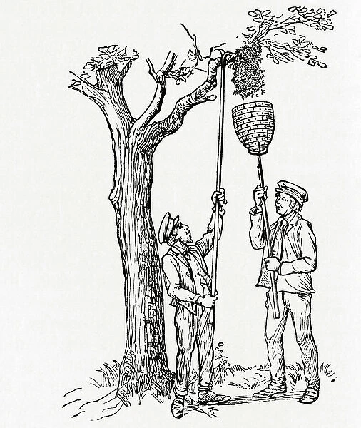 Beekeepers capturing a swarm of bees, from Meyers Lexicon, pub. 1924 (print)
