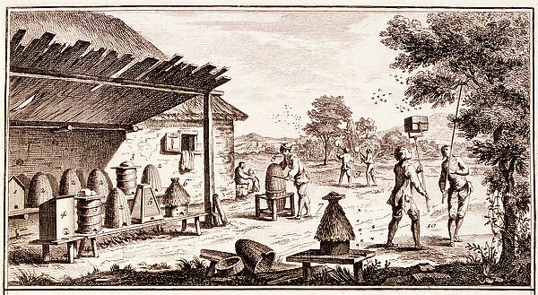Beekeeping, from Dictionary of Sciences, c. 1770 (engraving) (detail of 746836)