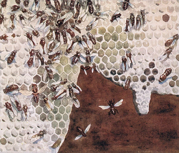 Bees making honey, illustration from Helpers Without Hands by Gladys Davidson, published in 1919 (colour litho)