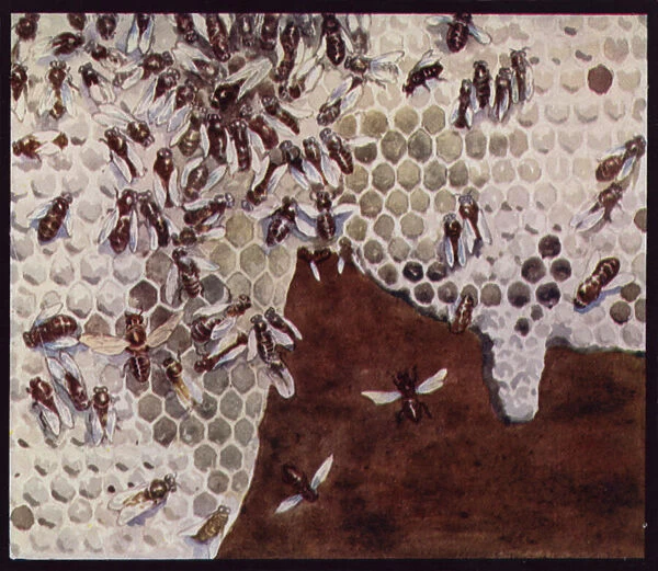 Bees at Work on the Honeycomb (colour litho)