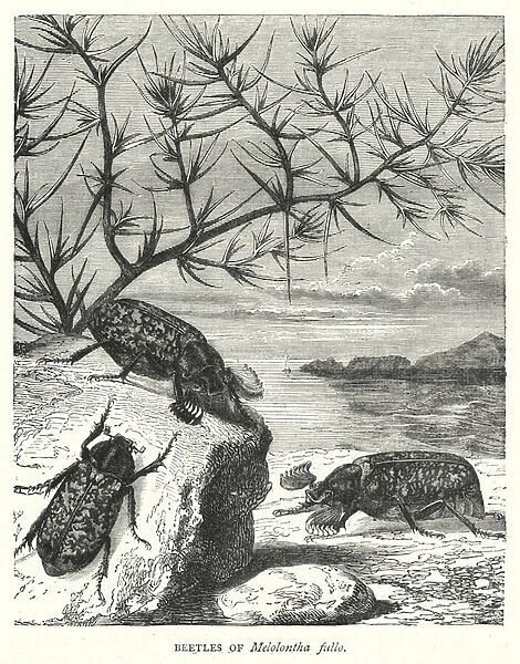 Beetles of Melolontha fullo (engraving)