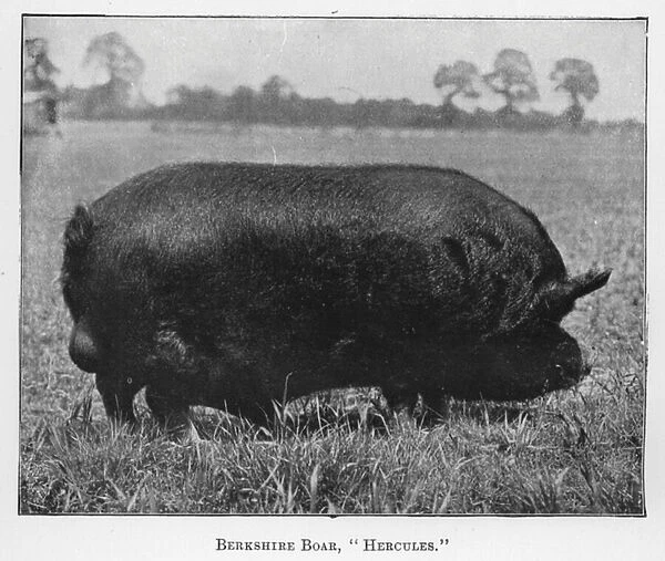 Berkshire Boar, Hercules (b  /  w photo)