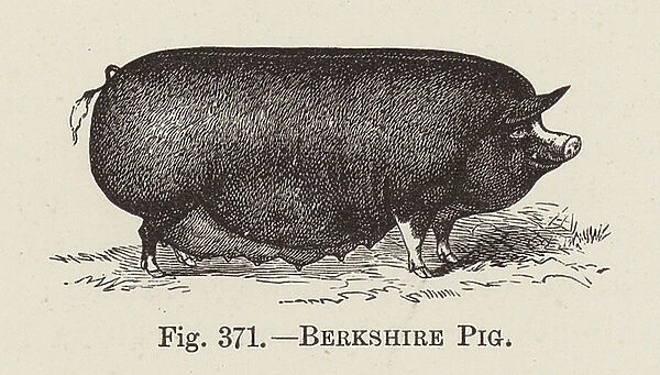 Berkshire Pig (engraving)