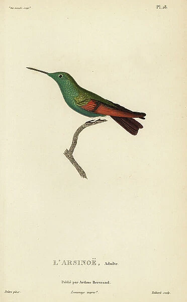 Berylline hummingbird, Amazilia beryllina (Ornismya arsinoe). Adult male. Handcolored steel engraving by Coutant after an illustration by Jean-Gabriel Pretre from Rene Primevere Lesson's Natural History of the Colibri Genus of Hummingbirds