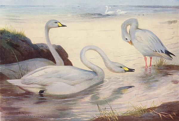 Bewick's Swan, Snow-Goose (colour litho)
