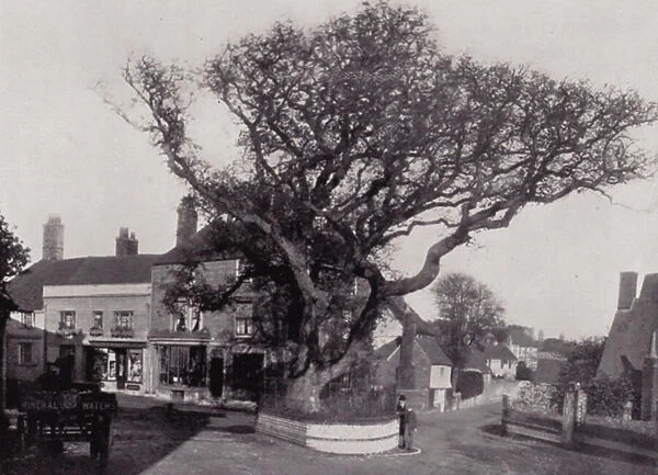 Bexhill-on-Sea, The Old Walnut Tree (b  /  w photo)