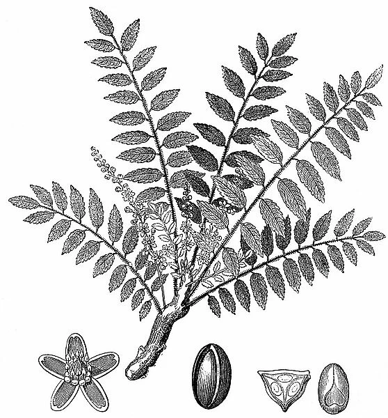 Biblical Frankincense plant