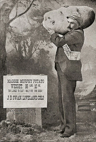 The biggest potato on record in 1879. The Maggie Murphy potato weighing 86lbs. 10oz.From The Strand Magazine published 1897