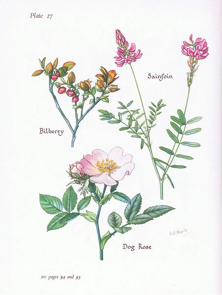 Bilberry or Blaeberry, Dog Rose, Sainfoin, 1951 (colour litho)