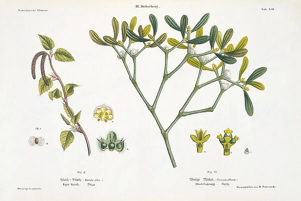Birch (left) and Mistletoe (right), fig. 9 and 10 from The Young Landsman