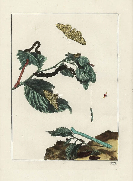 Birch Phalene - Peppered moth, Biston betularia, on branch. Handcoloured copperplate engraving drawn and etched by Jacob l'Admiral in Naauwkeurige Waarneemingen omtrent de veranderingen van veele Insekten