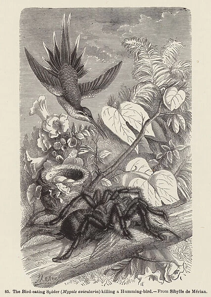 The Bird-eating Spider (Mygale avicularia) killing a Humming-bird (engraving)