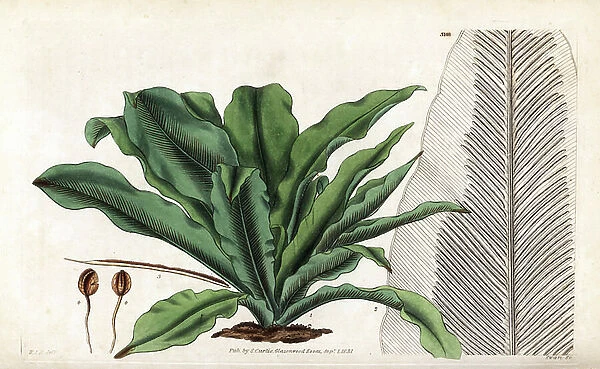Bird's nest fern or spleenwort, Asplenium nidus. Handcoloured copperplate engraving by Swan after an illustration by William Jackson Hooker from Samuel Curtis's ' Botanical Magazine, ' London, 1831