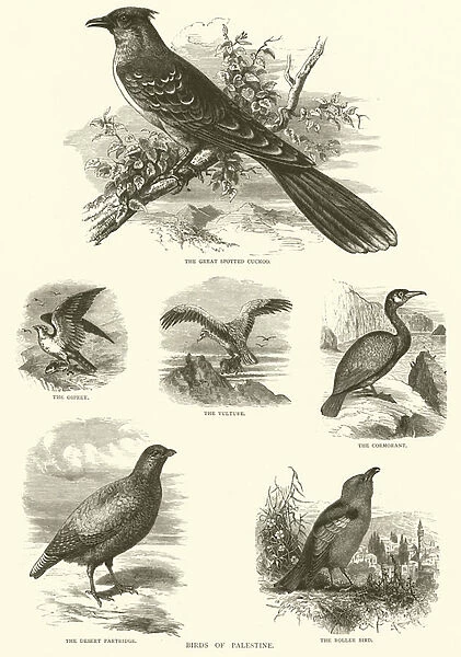 Birds of Palestine (engraving)