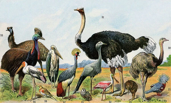Birds of warm climates: ostrich, emeu, casoar and other varieties of chassiers, with kiwi, various cranes, pink spatula and stork. Lithography19th century