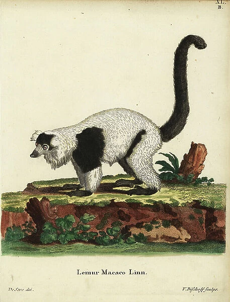 Black-and-white ruffed lemur, Varecia variegata. Critically endangered. Lemur macaco Linn. niger. Handcoloured copperplate engraving by Hermann Jakob Tyroff after an illustration by George Edwards from Johann Christian Daniel Schreber's Animal