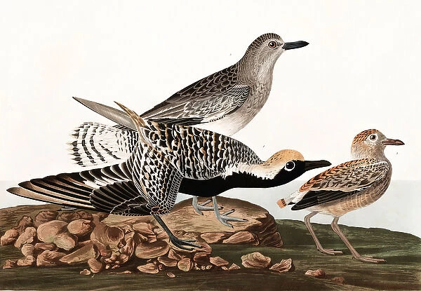 Black Bellied Plover, Charadrius Helveticus, from 'The Birds of America'