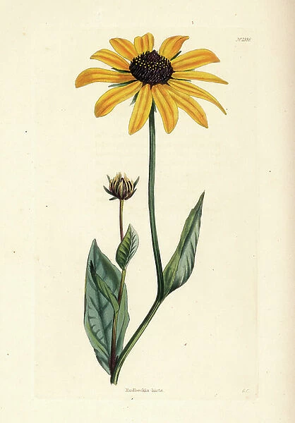 Black-eyed-Susan, Rudbeckia hirta. Handcoloured copperplate engraving by George Cooke from Conrad Loddiges Botanical Cabinet, Hackney, 1828