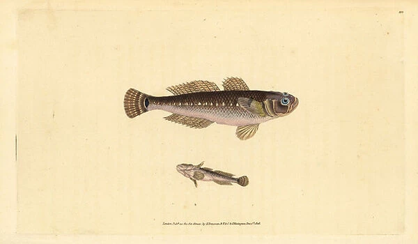 Black goby, Gobius niger. Handcoloured copperplate drawn and engraved by Edward Donovan from his Natural History of British Fishes, Donovan and F. C. and J. Rivington, London, 1802-1808