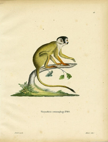 Black-headed Squirrel Monkey (coloured engraving)