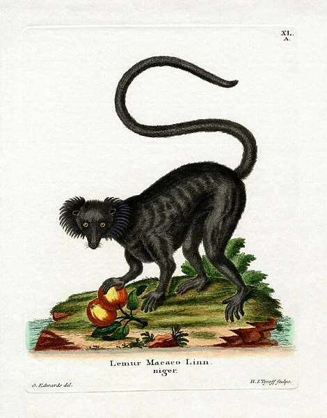 Black Lemur (coloured engraving)