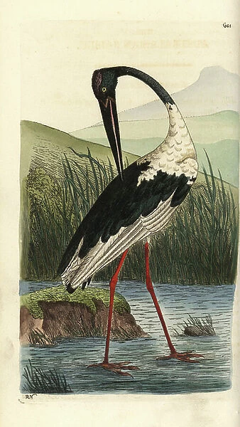 Black-necked stork, Ephippiorhynchus asiaticus (Australasian jabiru, Mycteria australis). Illustration drawn and engraved by Richard Polydore Nodder. Handcoloured copperplate engraving from George Shaw