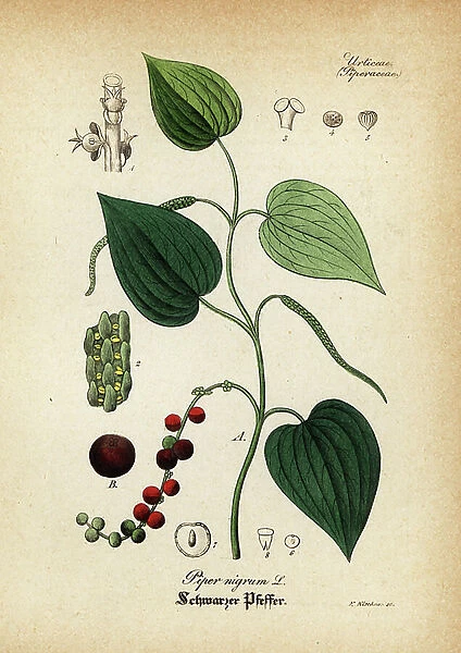 Black pepper, Piper nigrum. Handcoloured copperplate engraving from Dr. Willibald Artus Hand-Atlas sammtlicher mediinisch-pharmaceutischer Gewachse, (Handbook of all medical-pharmaceutical plants), Jena, 1876