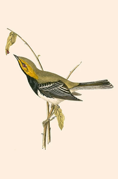 Black Throated Warbler, illustration from A History of the Birds of Europe Not Observed in the British Isles by Charles Robert Bree (1811-86), published 1867 (colour litho)